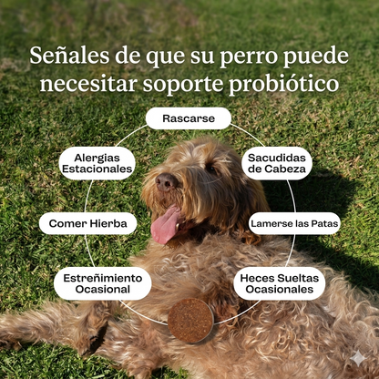 Probióticos para Perros - Digestión, Piel y Defensas